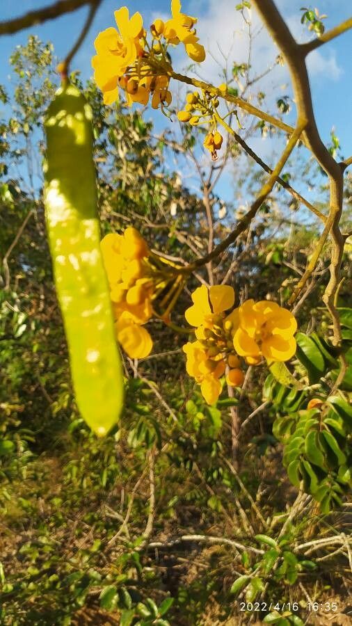 Senna rugosa fruit