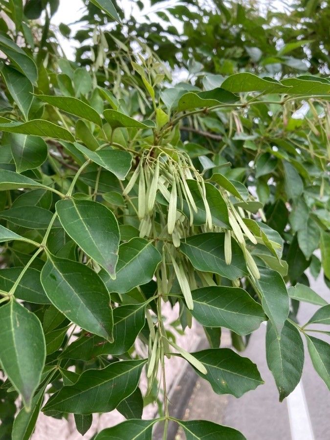 Fraxinus griffithii fruit