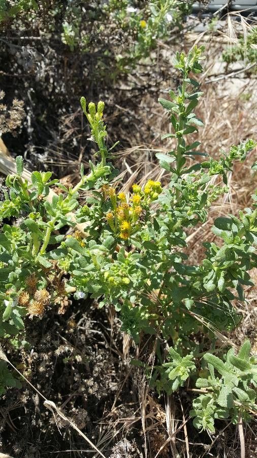 Isocoma arguta — related species from the same genus