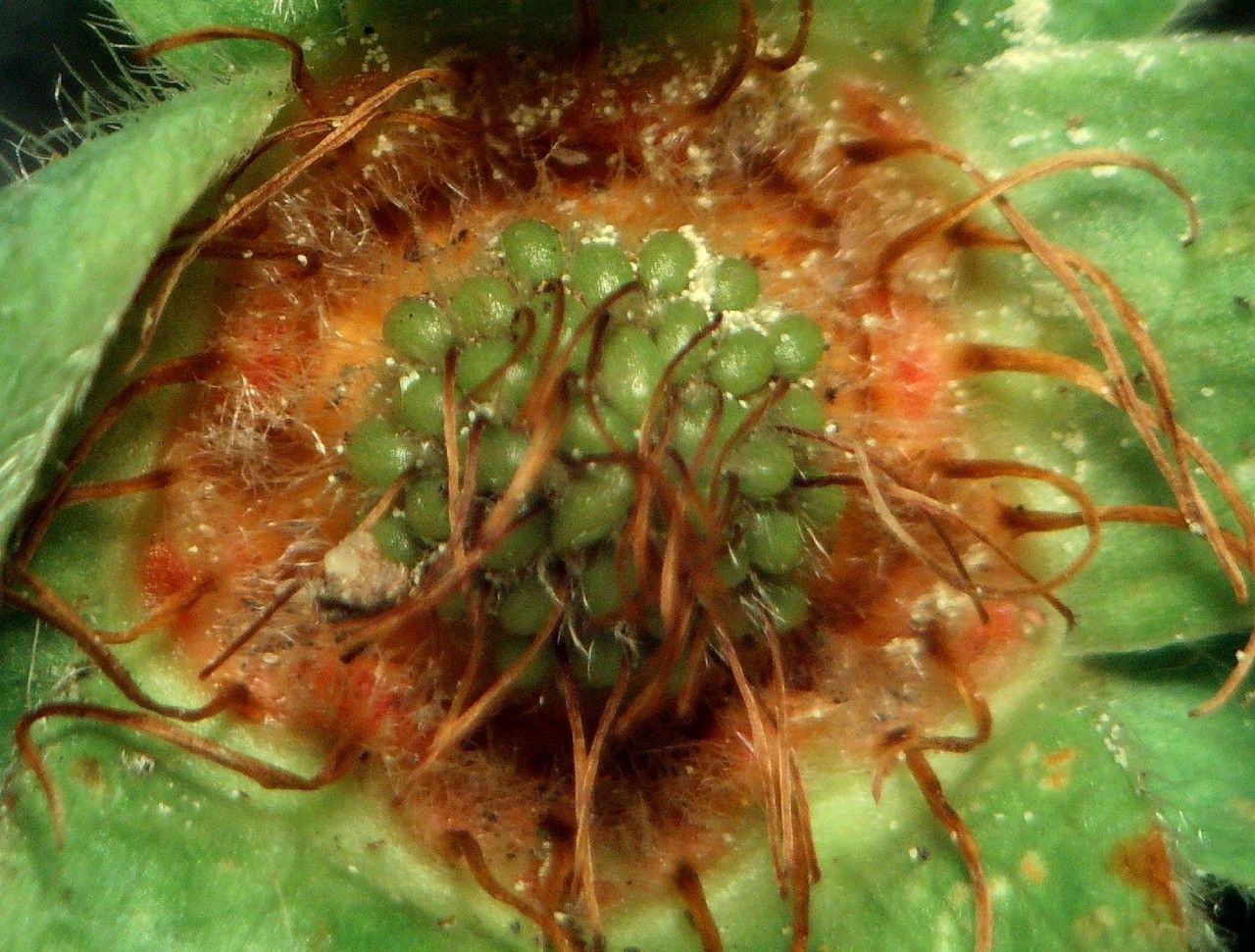 Potentilla montana fruit
