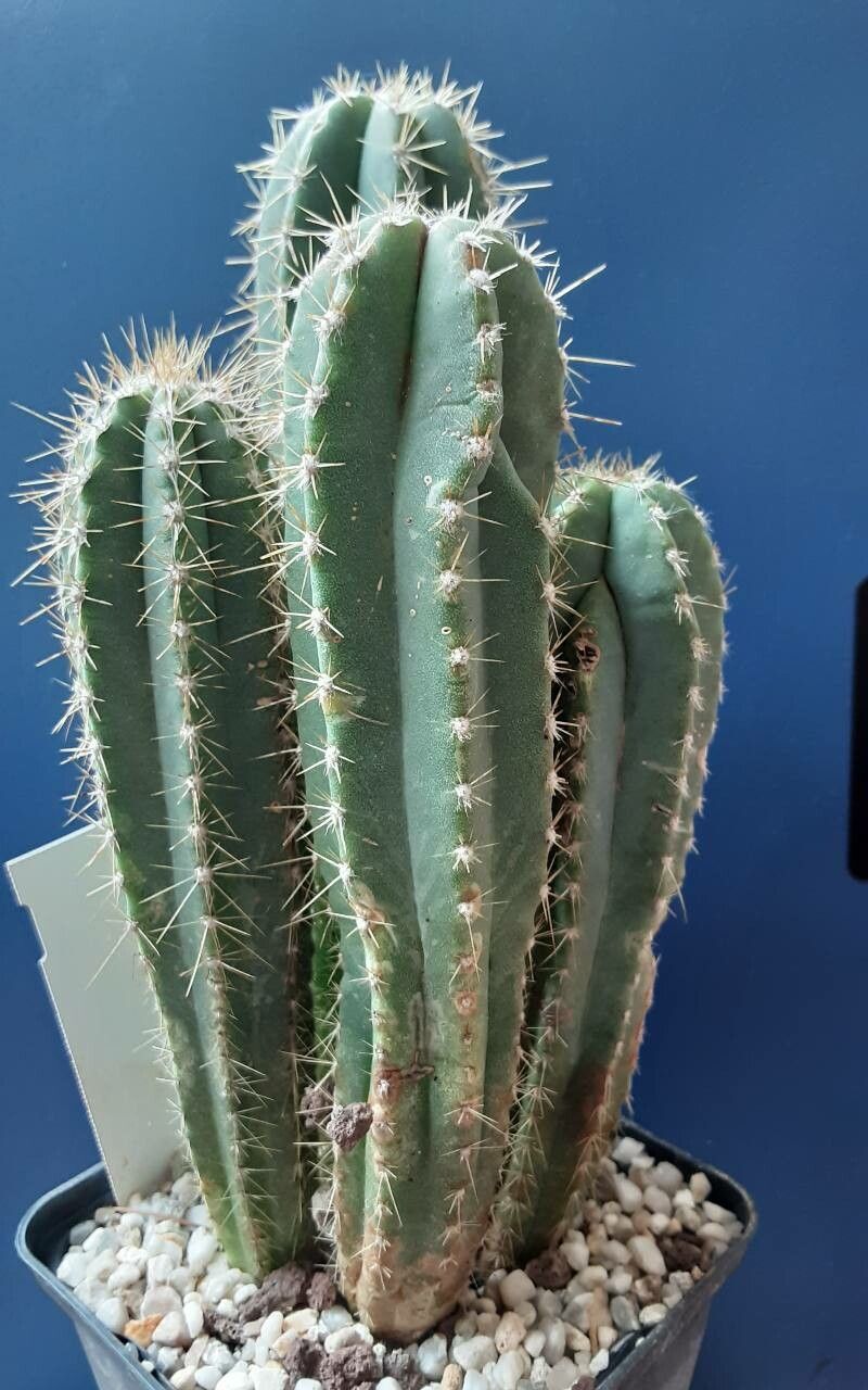 Pilosocereus machrisii habit