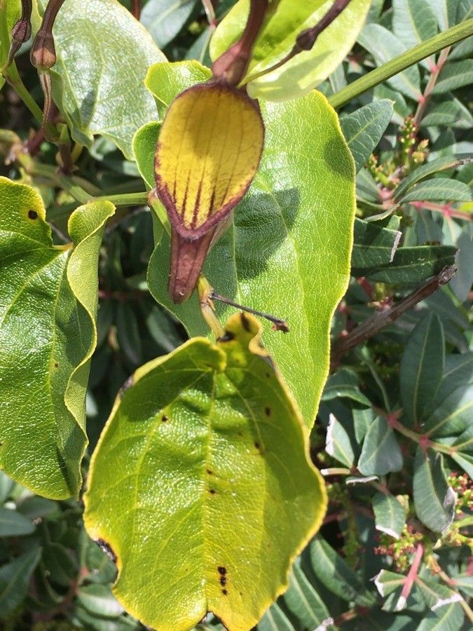 Aristolochia altissima flower