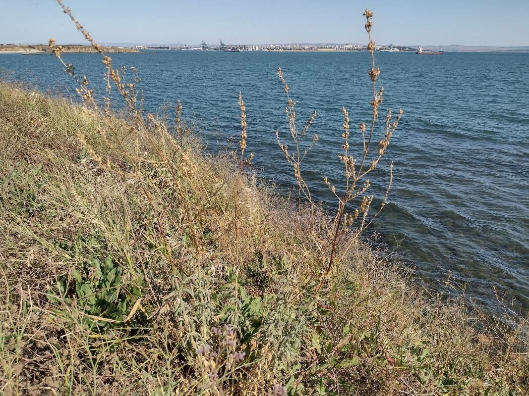 Silene exaltata — houseplant care guide