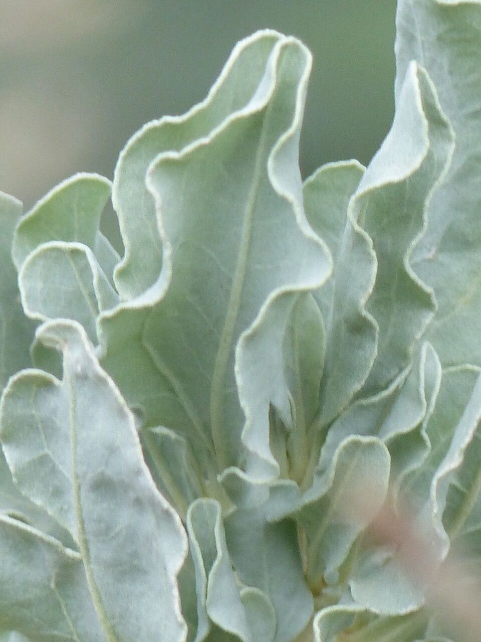 Cistus atriplicifolius — related species from the same genus