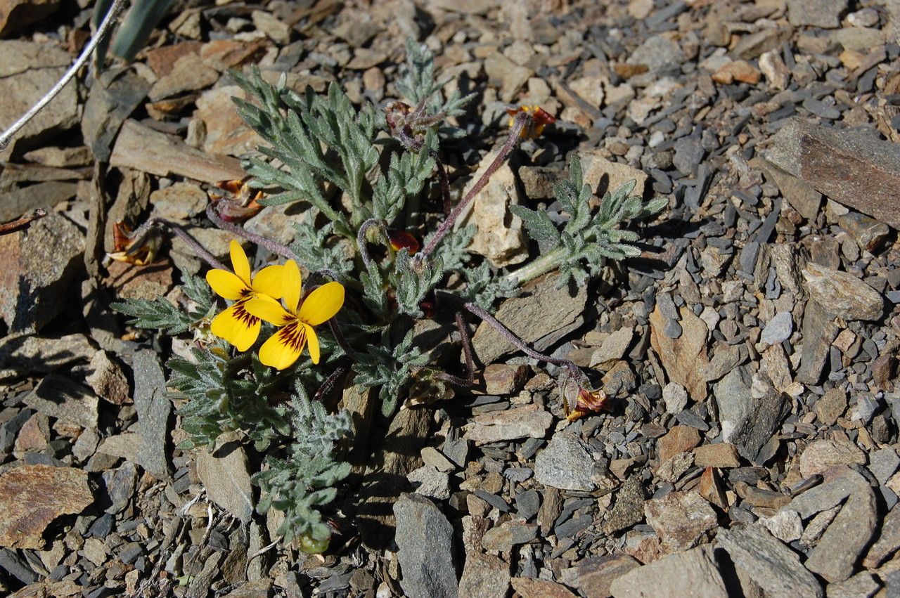 Viola douglasii habit