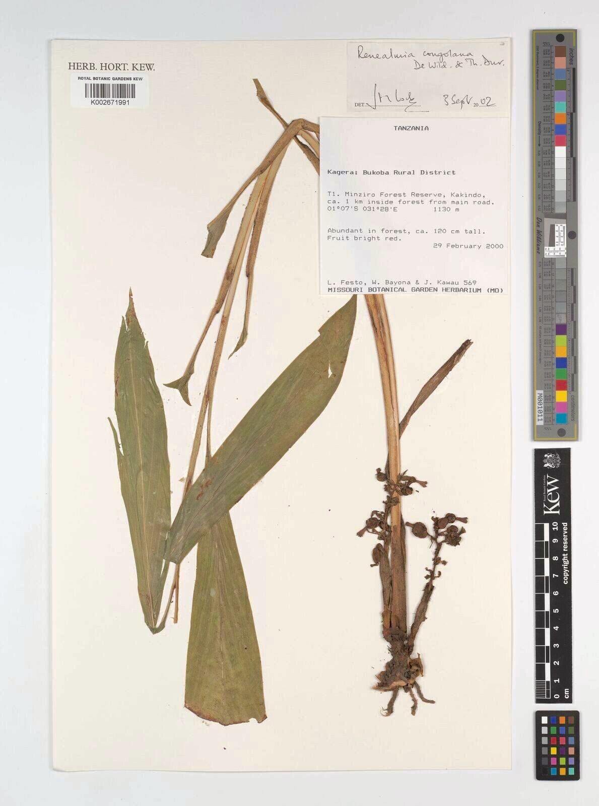 Renealmia africana other