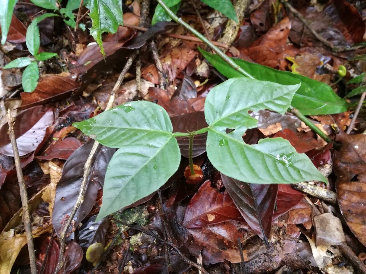 Inga alba — search result for 'Inga'