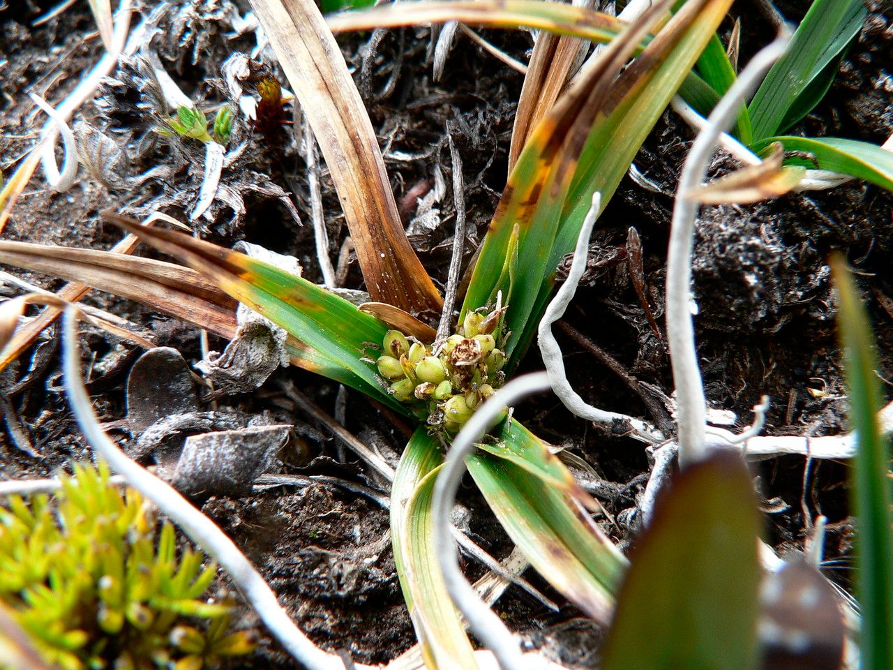 Carex brachycalama flower