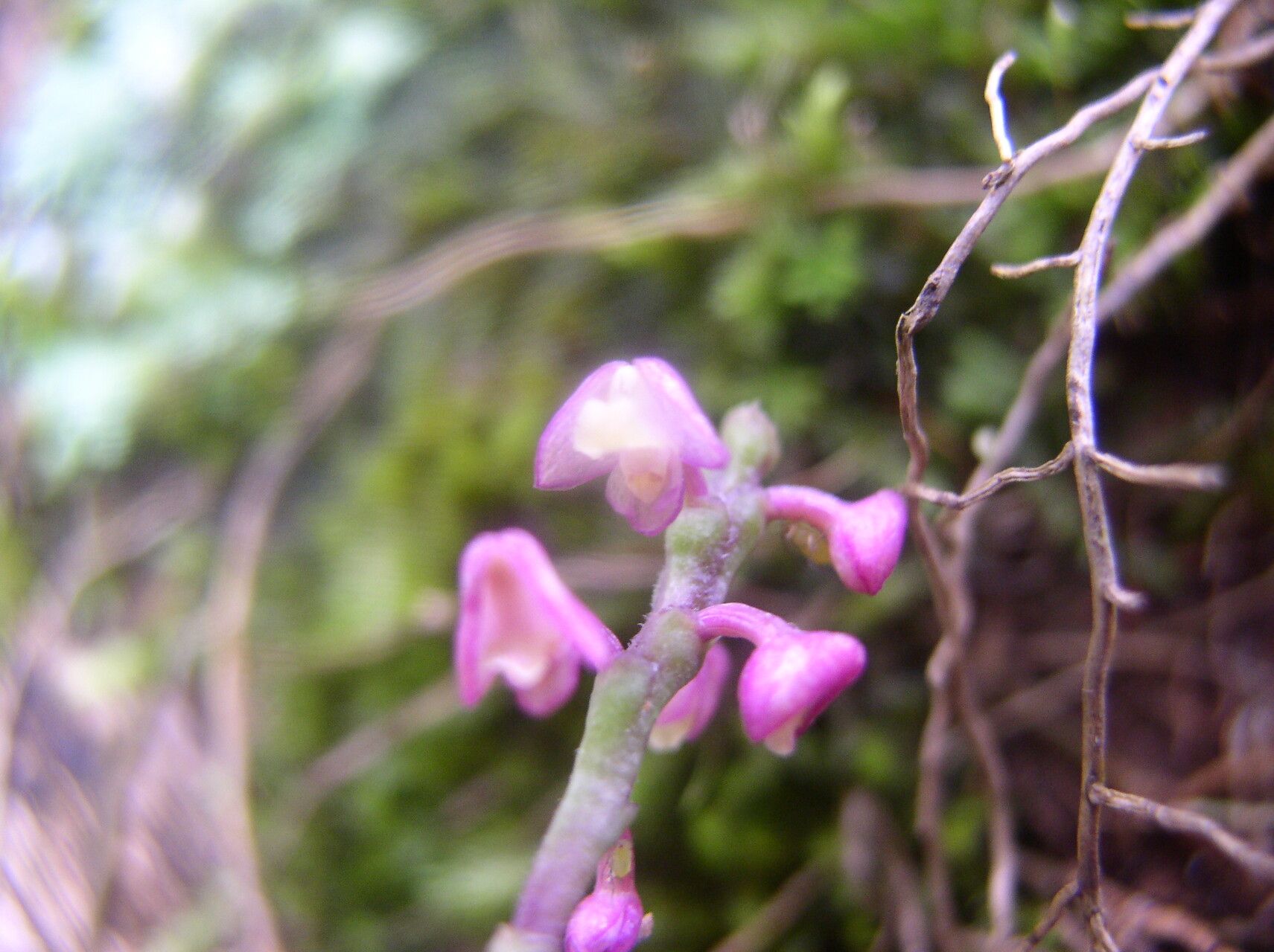 Polystachya modesta — houseplant care guide