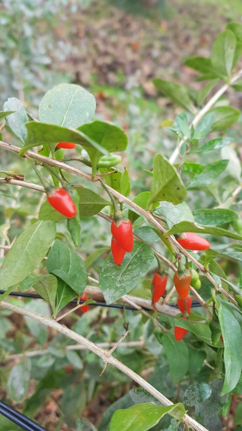 Lycium dasystemum fruit