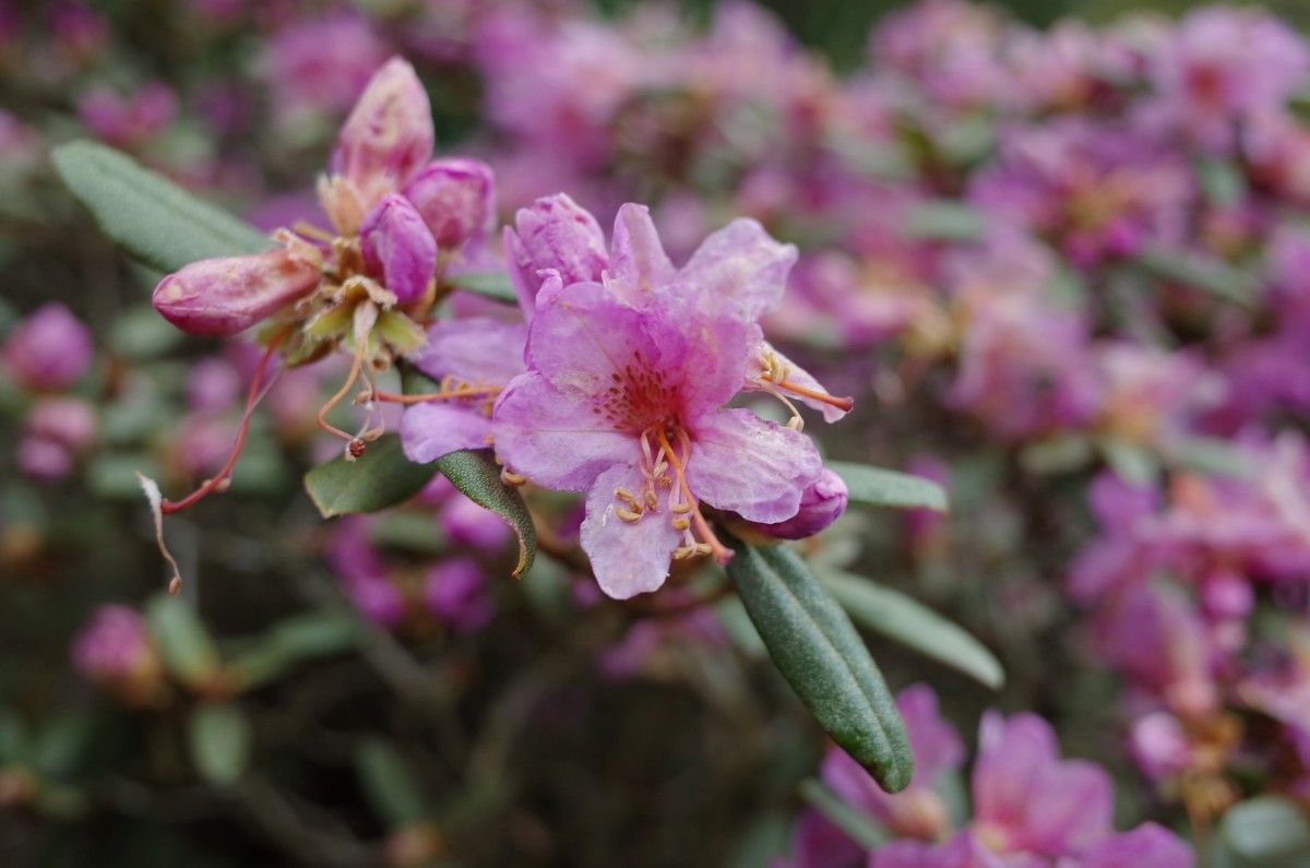 Rhododendron cuneatum — houseplant care guide