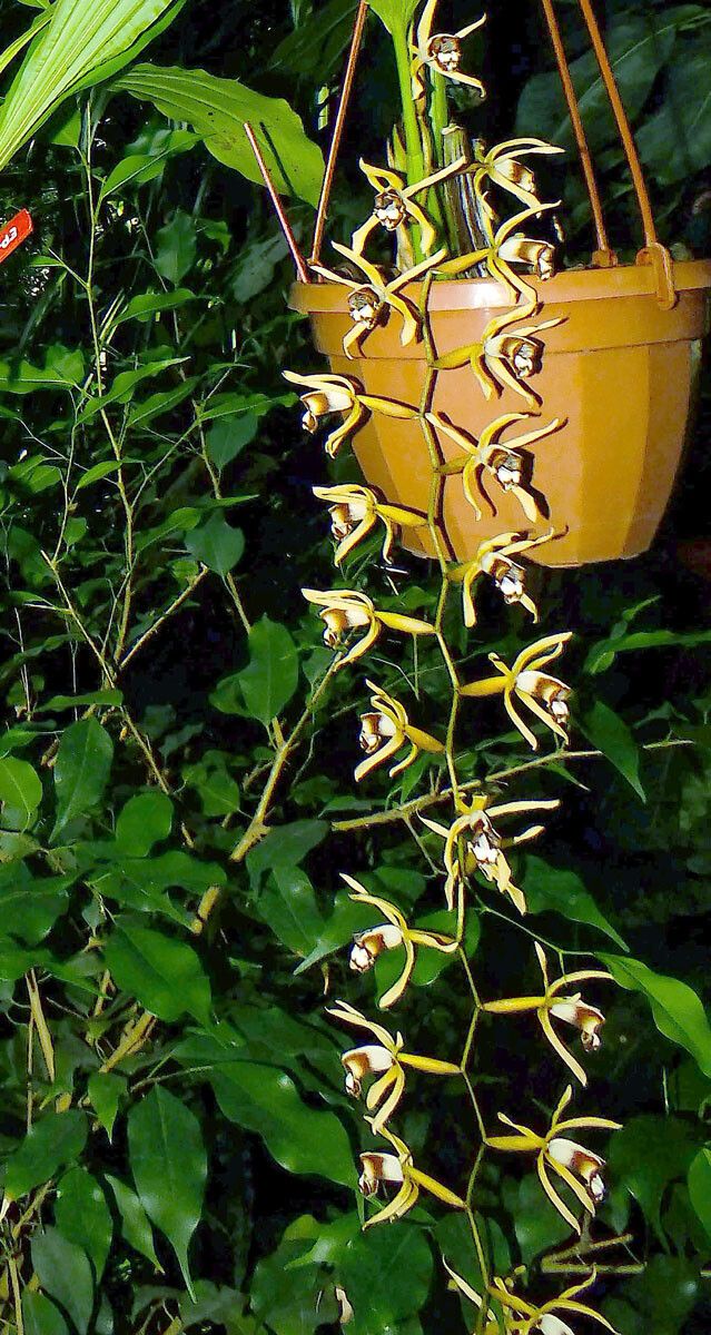 Dendrobium munificum flower