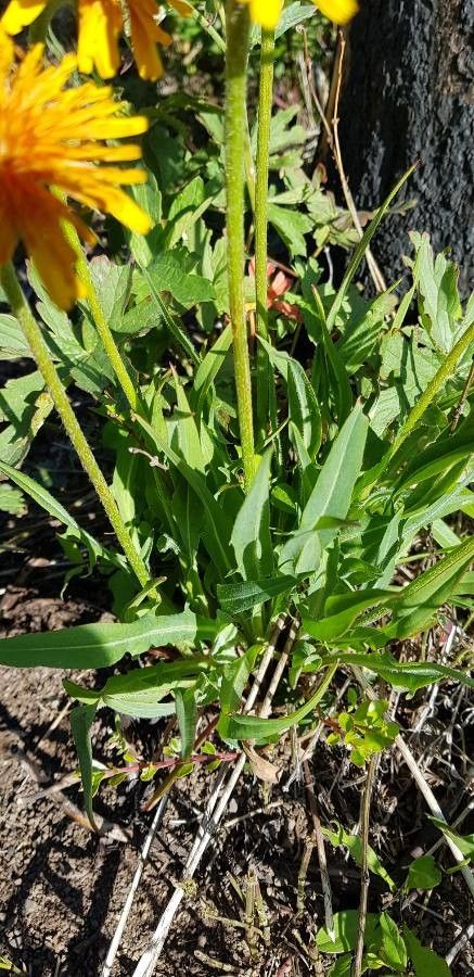 Agoseris aurantiaca — related species from the same genus
