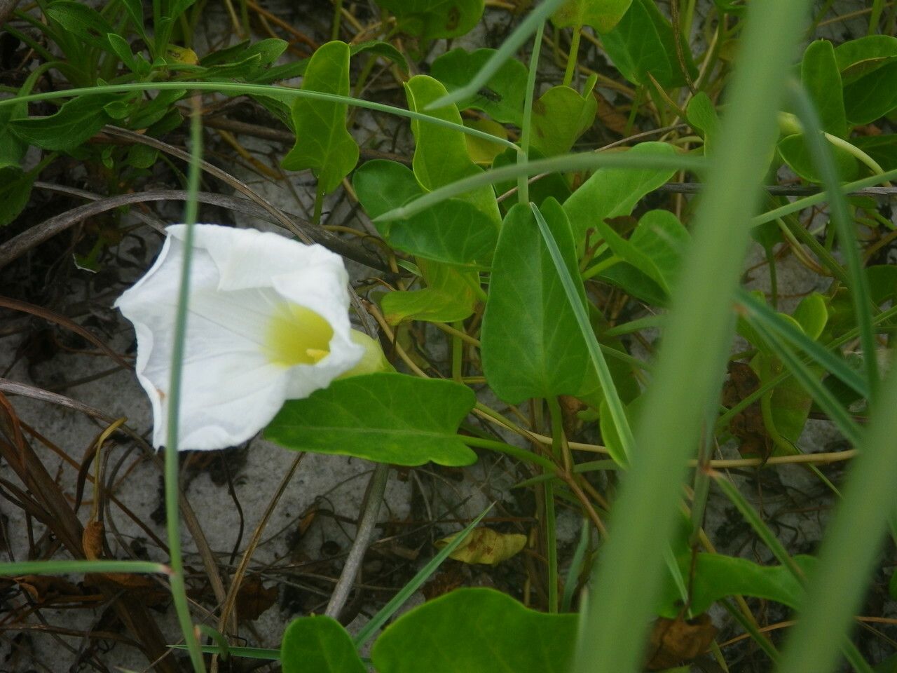 Ipomoea imperati leaf