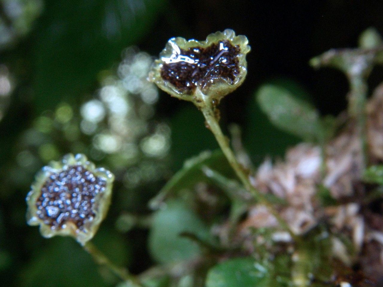 Elaphoglossum peltatum flower