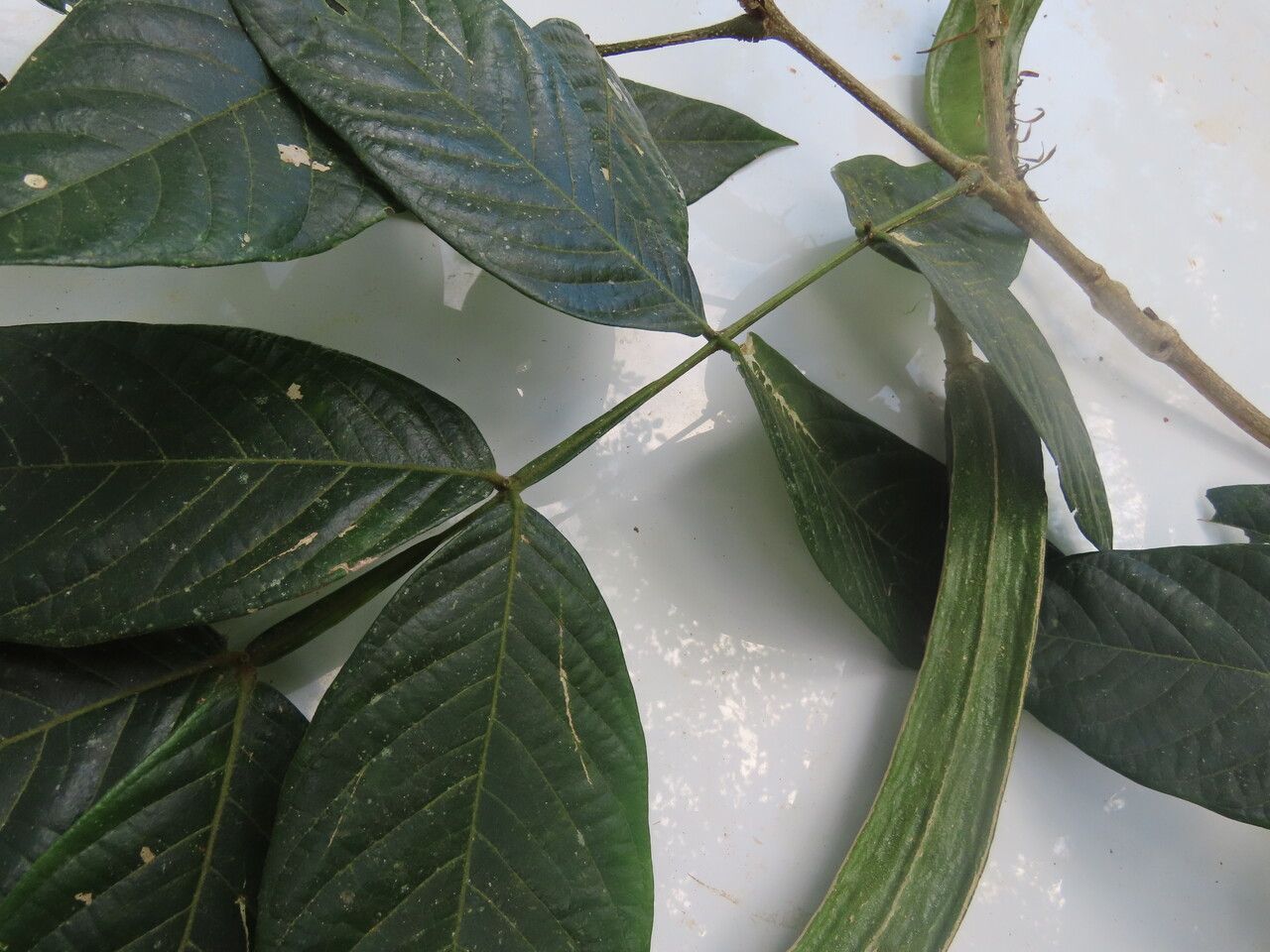 Inga sapindoides leaf