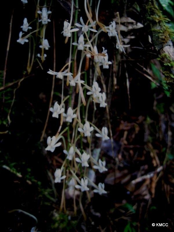 Aerangis macrocentra flower