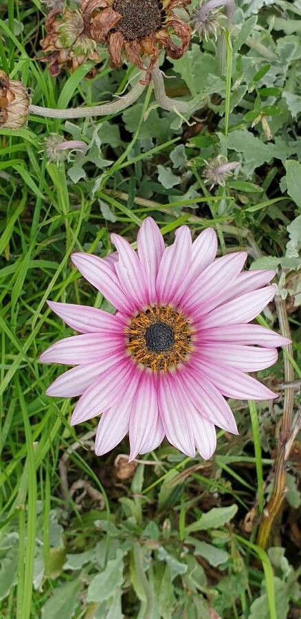 Arctotis stoechadifolia flower