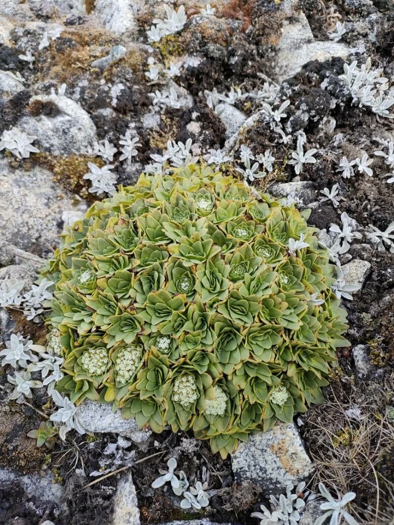 Valeriana erikae habit