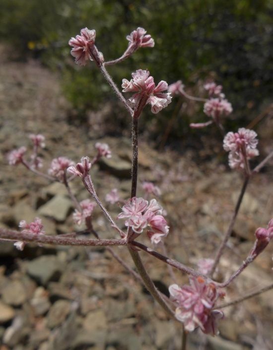 Eriogonum dasyanthemum — search result for 'Eriogonum'