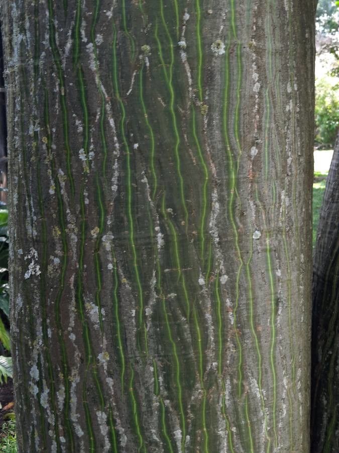 Pseudobombax septenatum bark