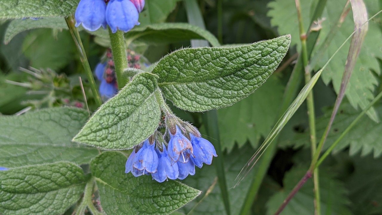 Symphytum asperum leaf