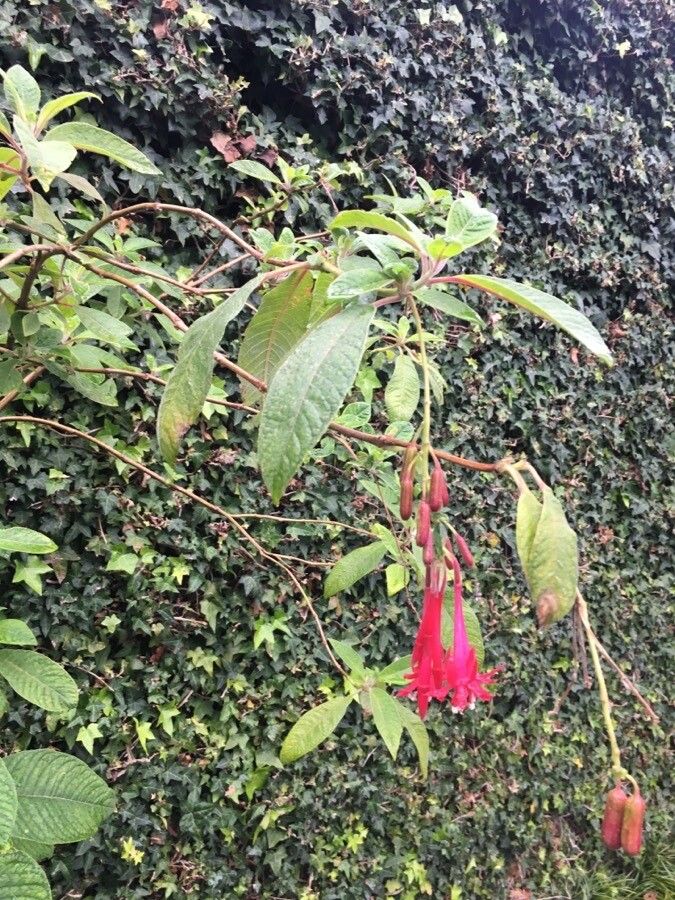 Fuchsia corymbiflora flower