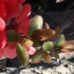 Chaenomeles japonica