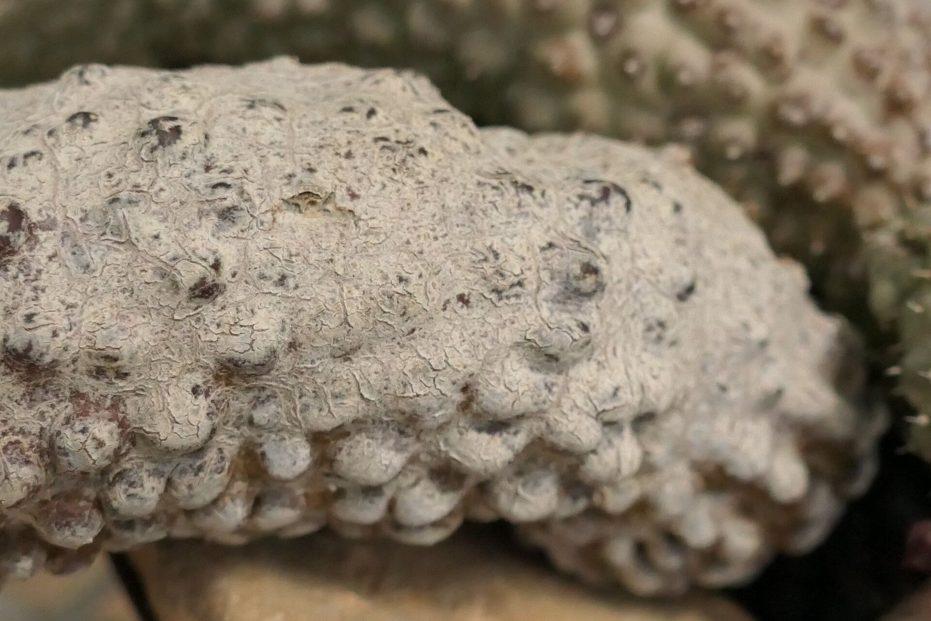 Hoodia pedicellata bark