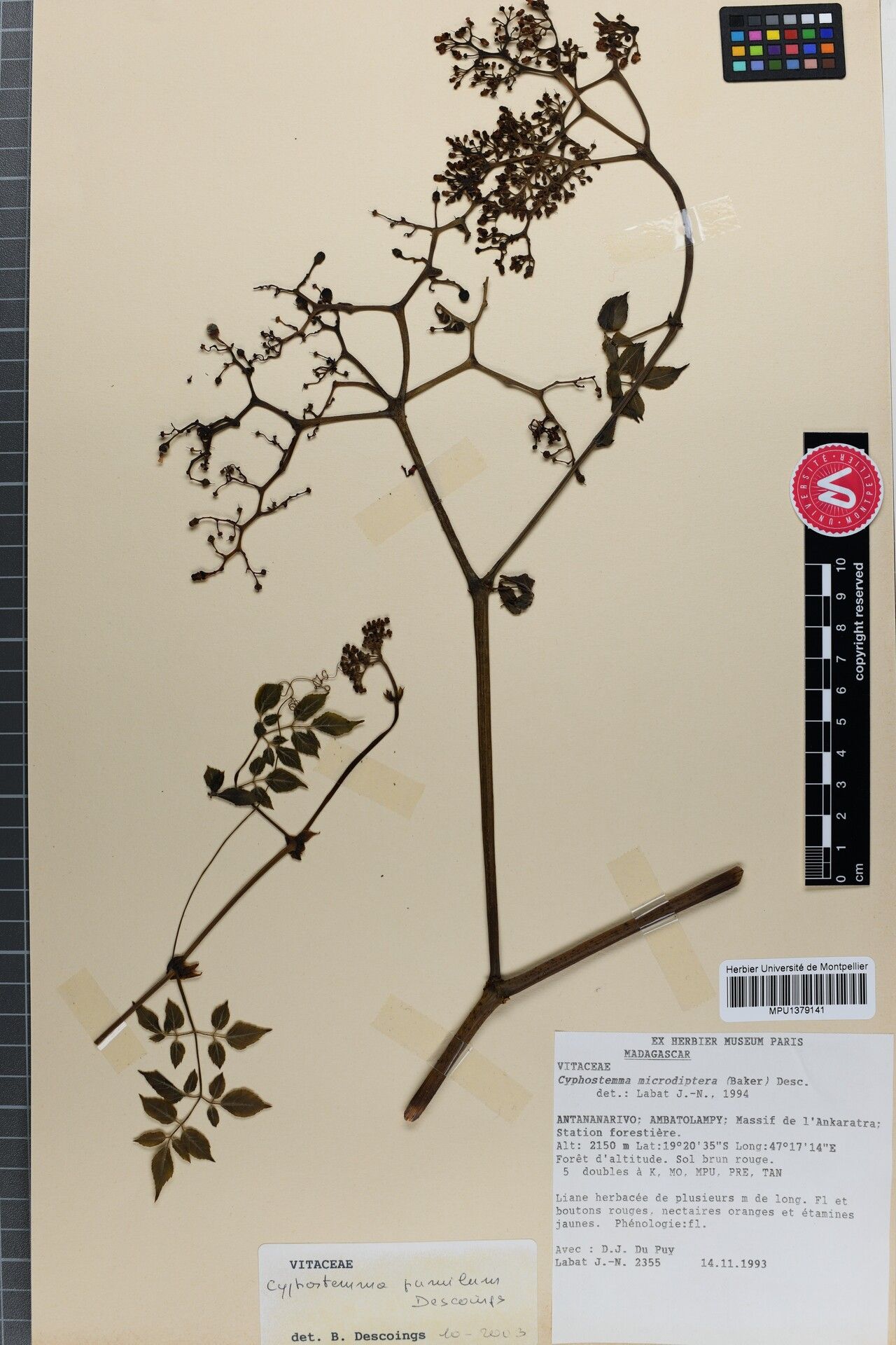 Cyphostemma pumilum — search result for 'Cyphostemma'