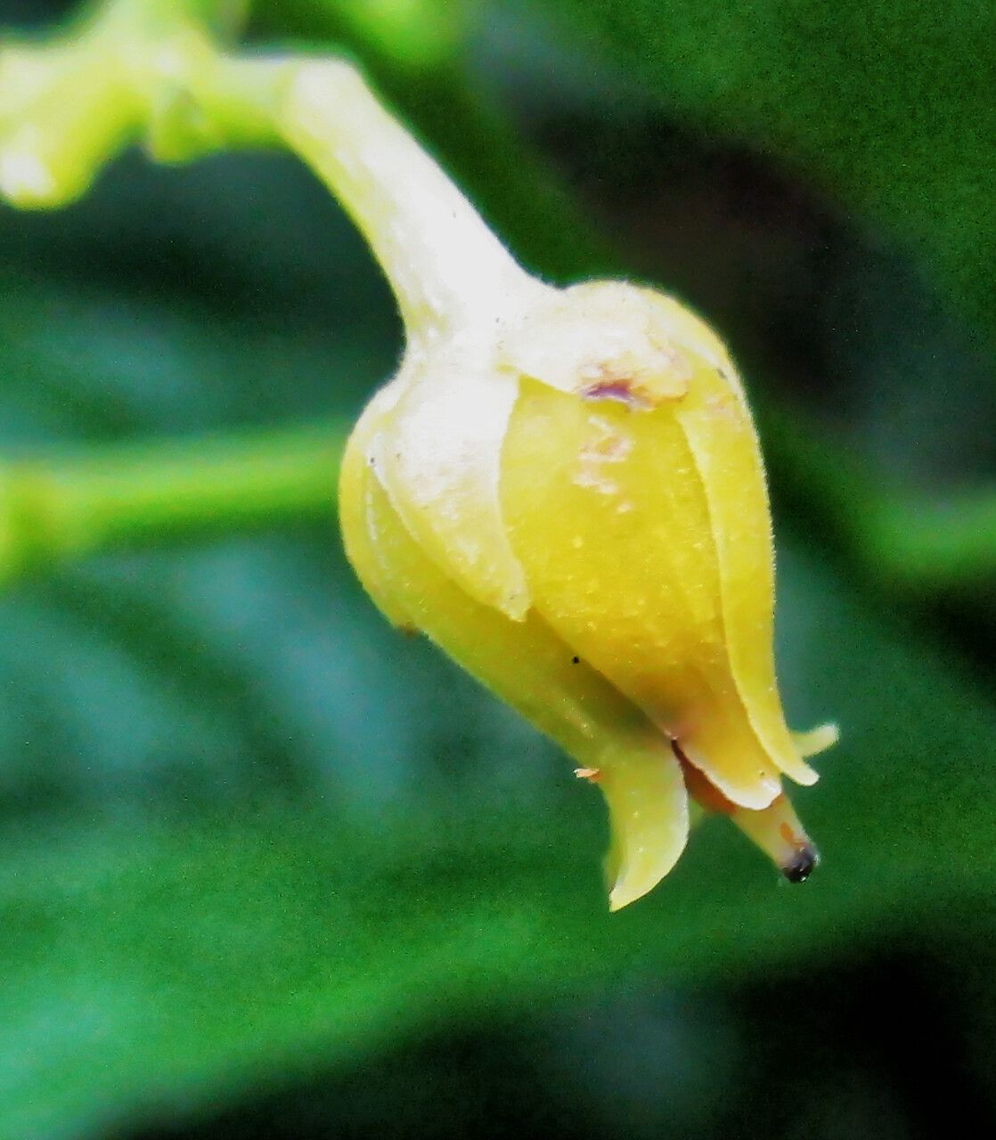 Rinorea dentata flower