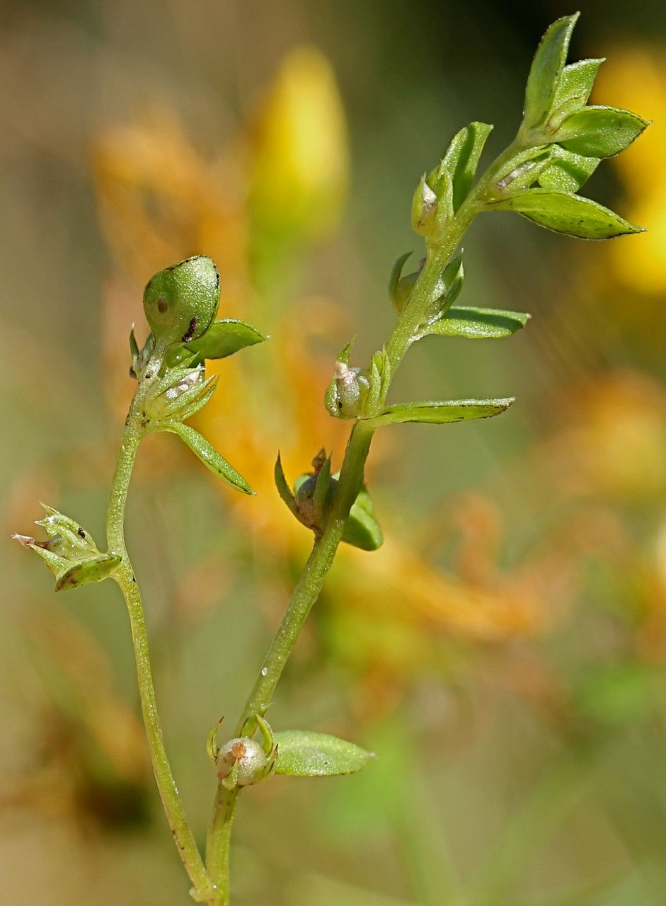 Lysimachia minima other
