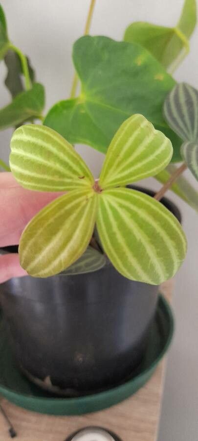 Peperomia tetragona — search result for 'Peperomia'