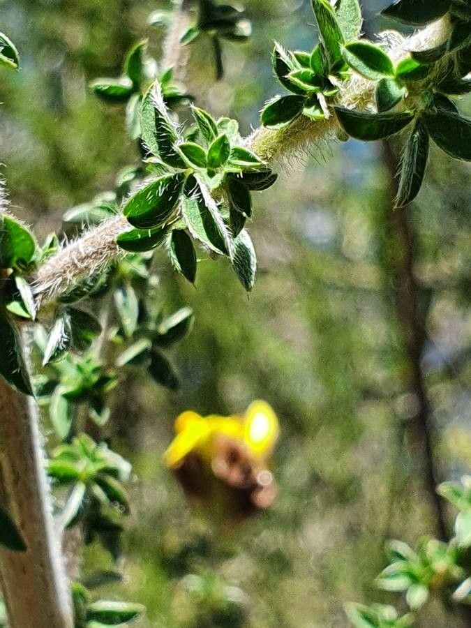 Argyrolobium fischeri — related species from the same genus