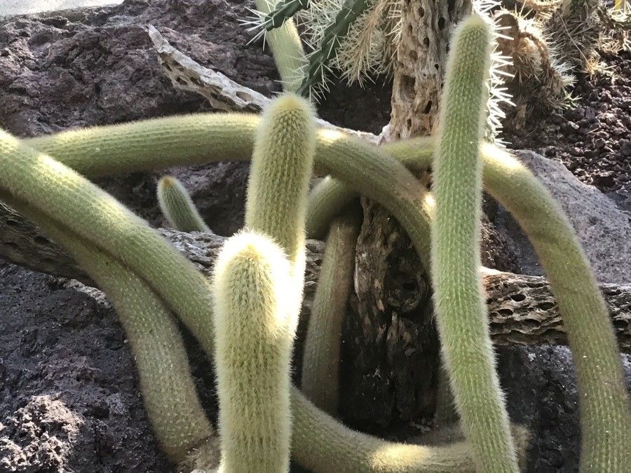 Cleistocactus baumannii — related species from the same genus
