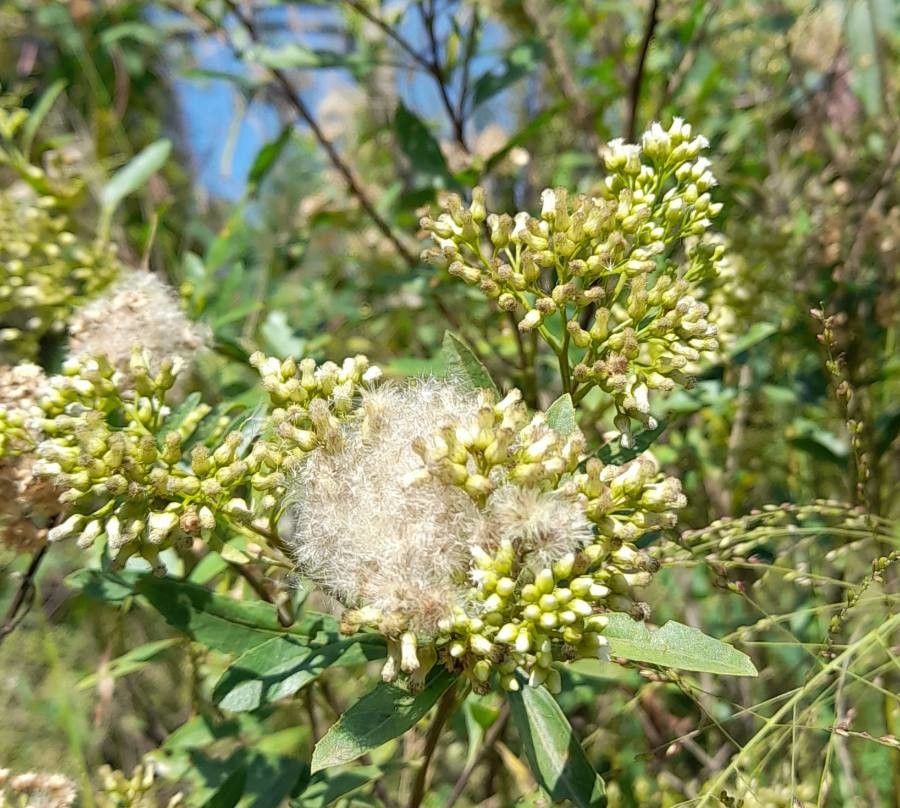 Baccharis salicina flower
