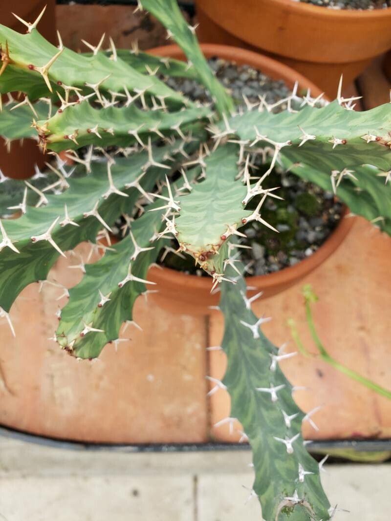 Euphorbia buruana — houseplant care guide