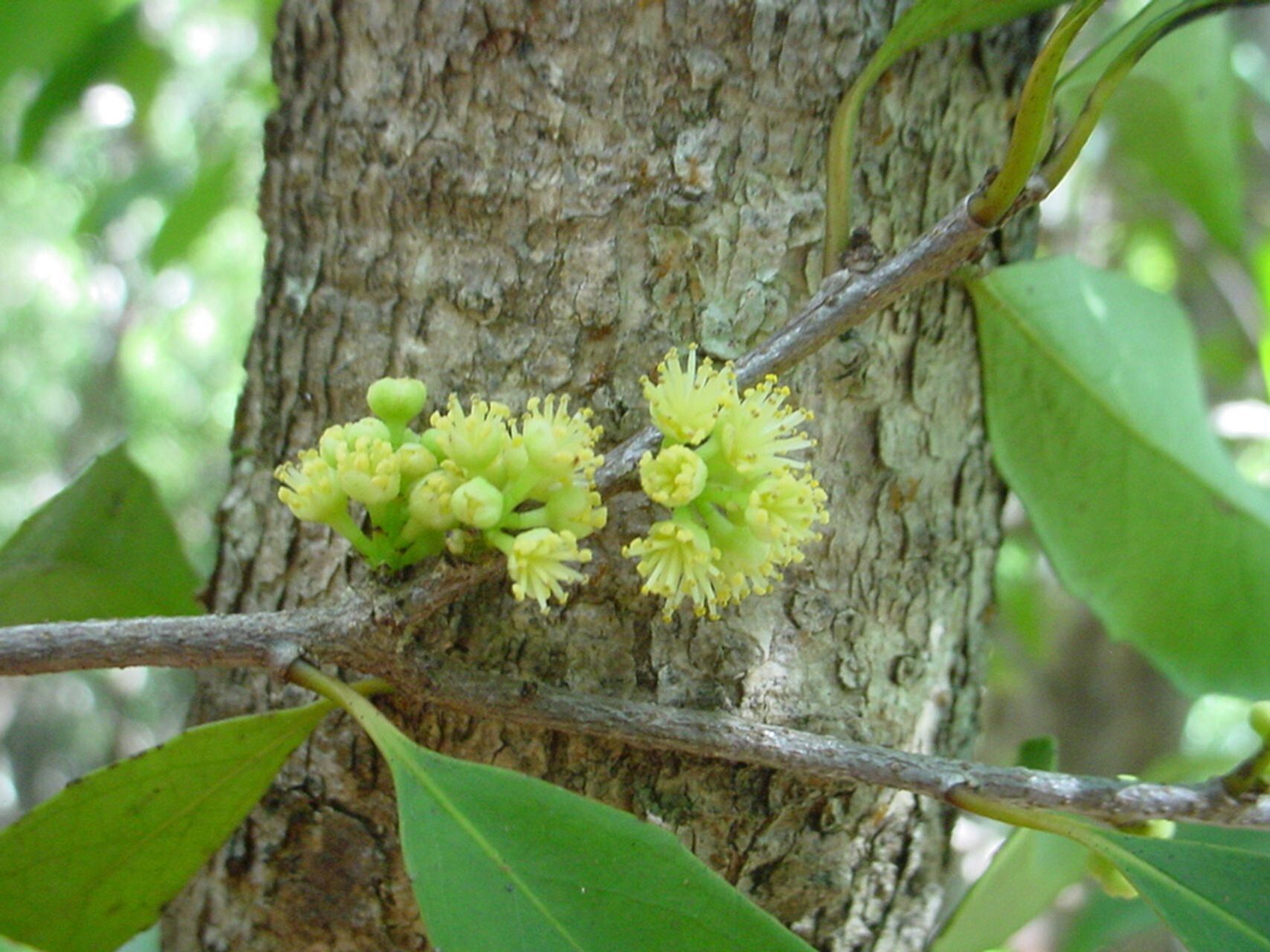 Xylosma grossecrenata — search result for 'Xylosma'