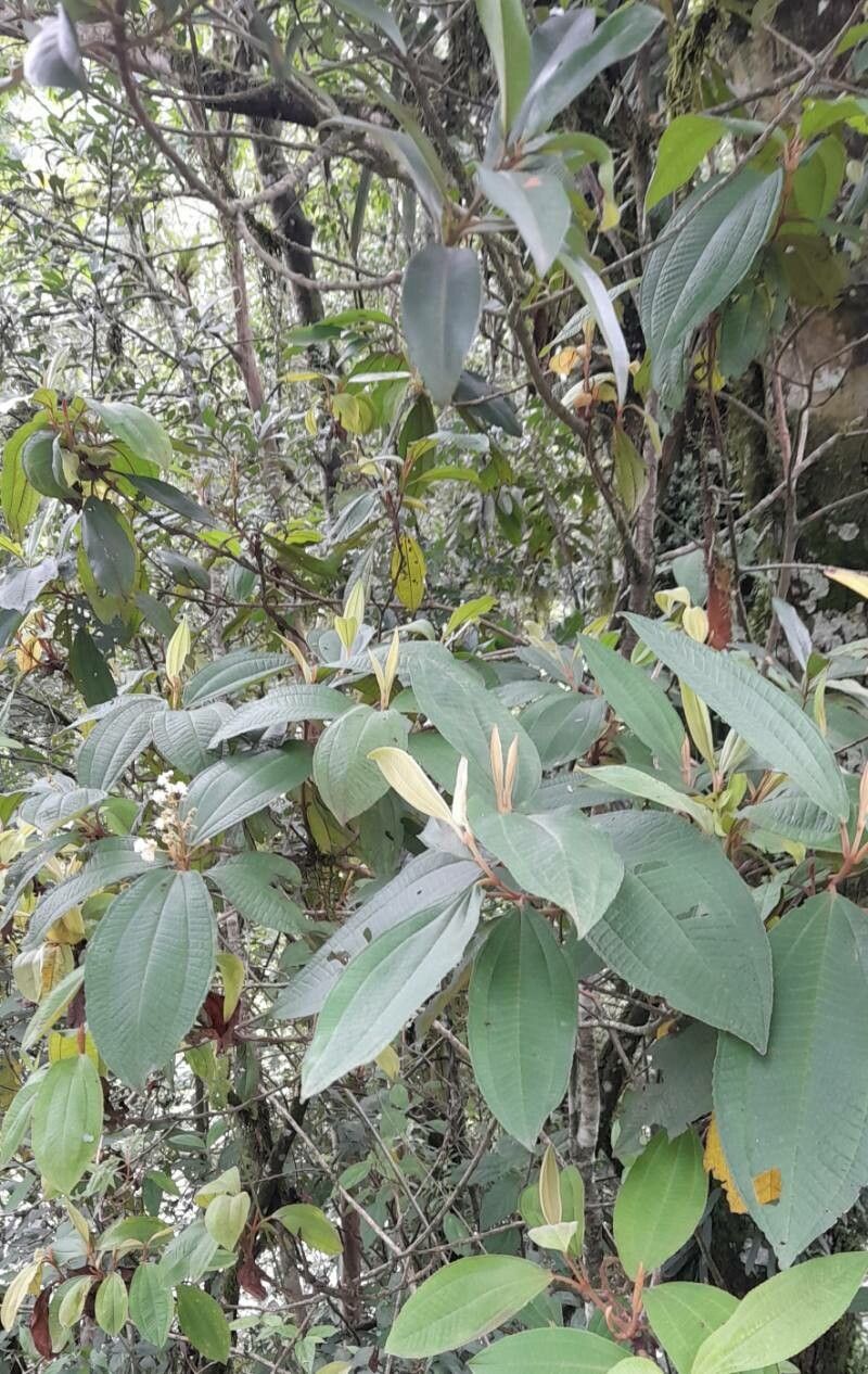 Miconia ioneura habit