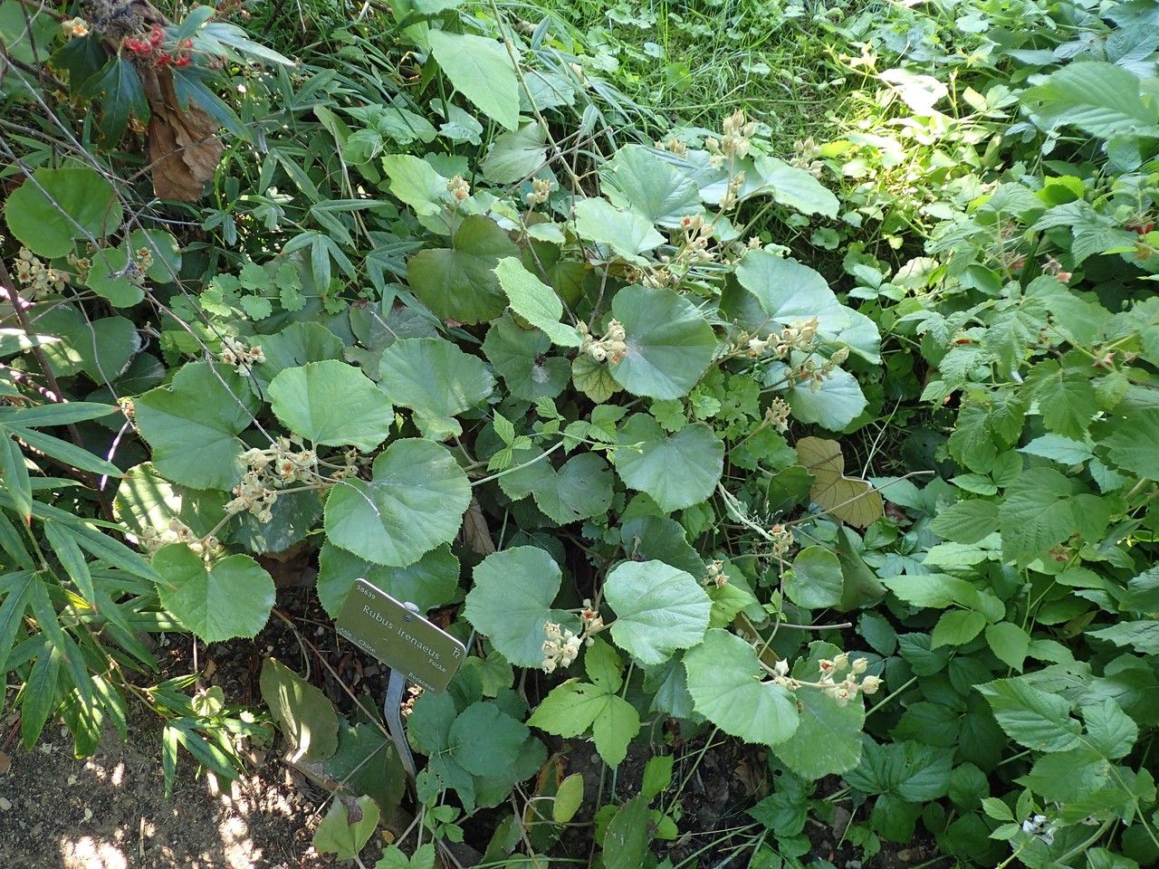 Rubus irenaeus habit