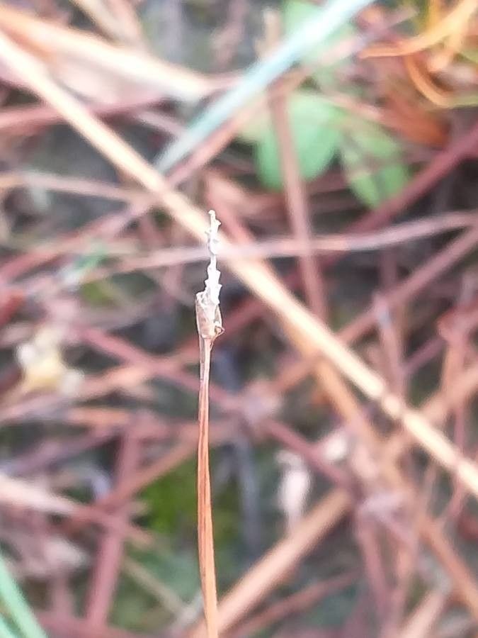 Eleocharis multicaulis flower