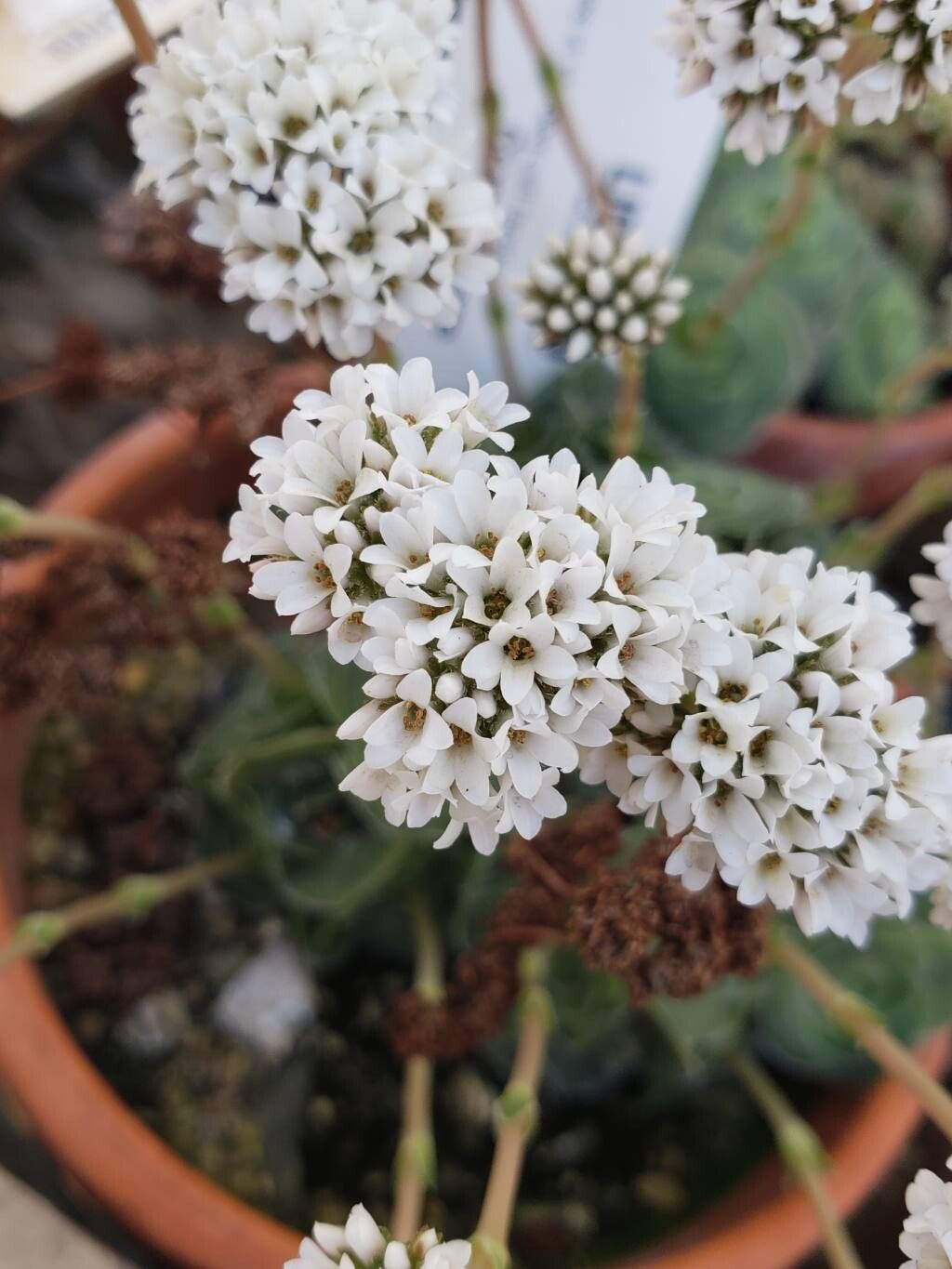 Crassula cremnophila flower
