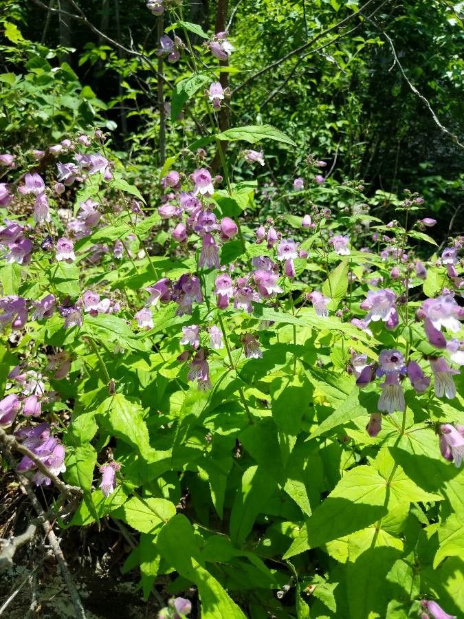 Penstemon smallii flower