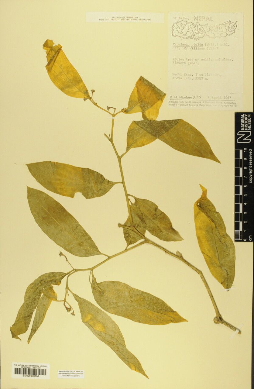 Pyrularia edulis — houseplant care guide