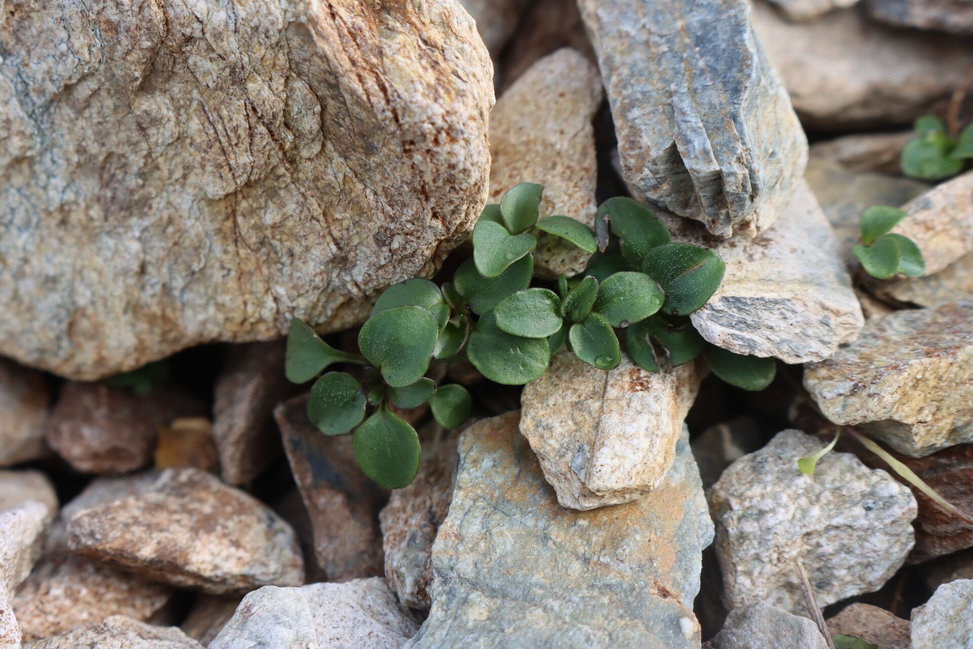 Viola comollia — houseplant care guide