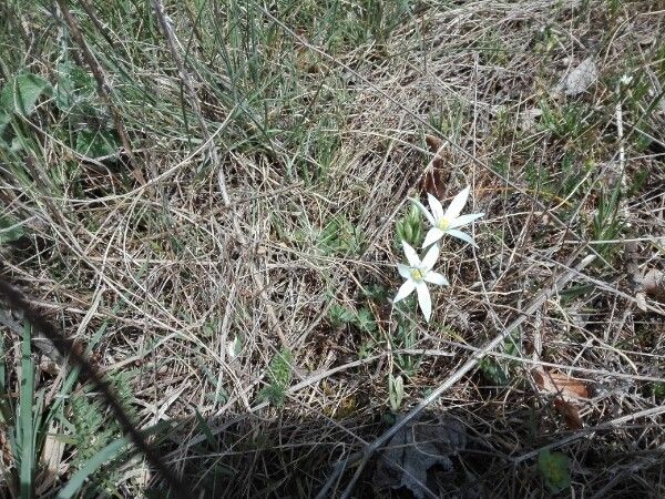Ornithogalum gussonei fruit