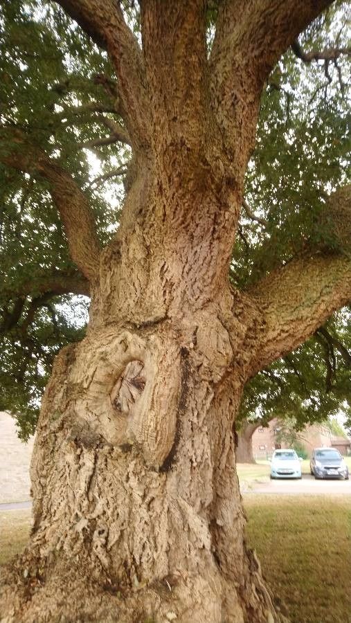 Quercus x lucombeana bark