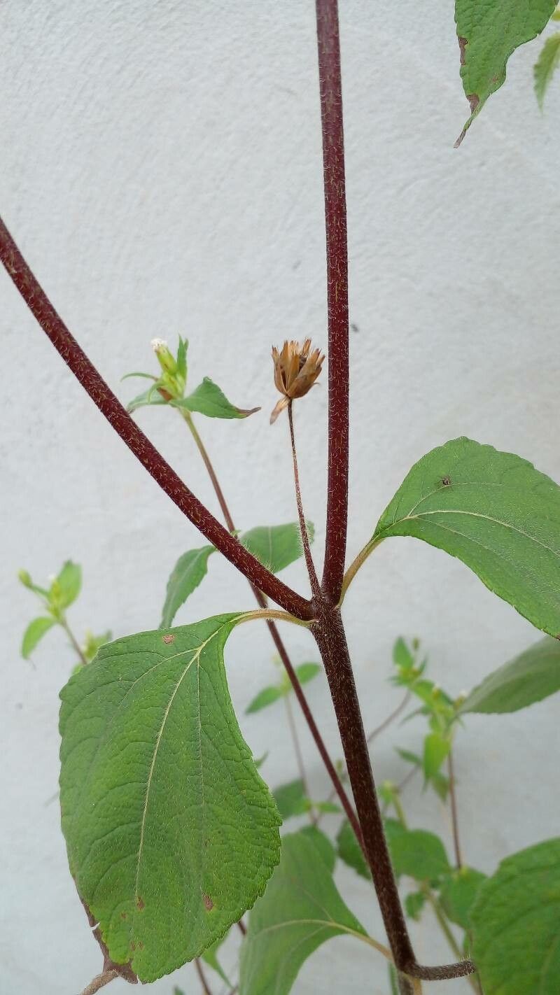 Blainvillea acmella other