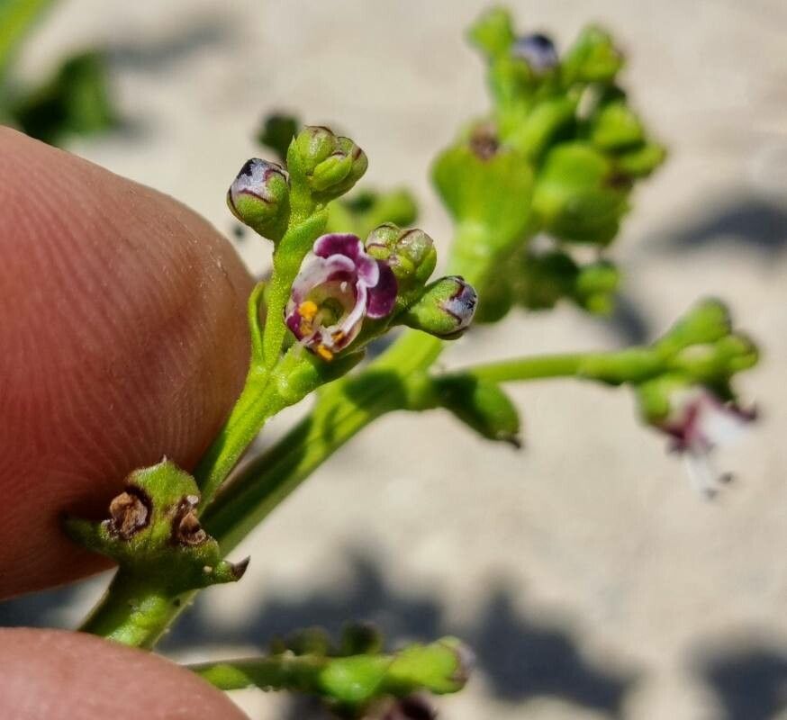 Scrophularia frutescens flower
