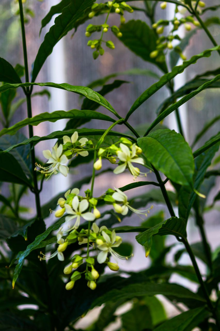 Clerodendrum laevifolium habit